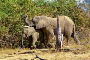 African-elephants-Loxodonta-africana-in-Luangwa-Valley-Zambia.jpg