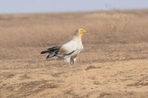 An-Egyptian-vulture-in-Chad.-Image-courtesy-of-Sahara-Conservation-scaled.jpg