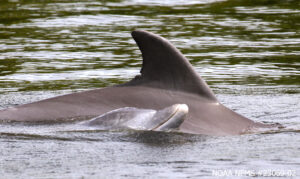 Banner-Image-dolfin-fin.jpg