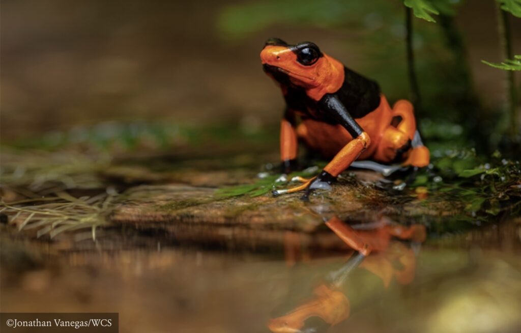 Lehmanns-poison-frog-Oophaga-lehmanni.-Credit_-C2A9EFB88FJonathan-Vanegas-WCS.jpg