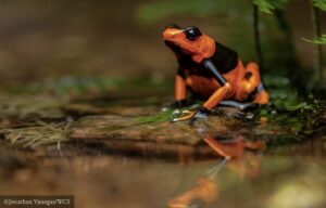 Lehmanns-poison-frog-Oophaga-lehmanni.-Credit_-C2A9EFB88FJonathan-Vanegas-WCS.jpg