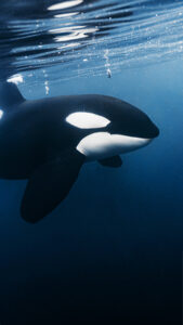 Mongabay_Thumbnail_Orcas_Featured_600.jpg