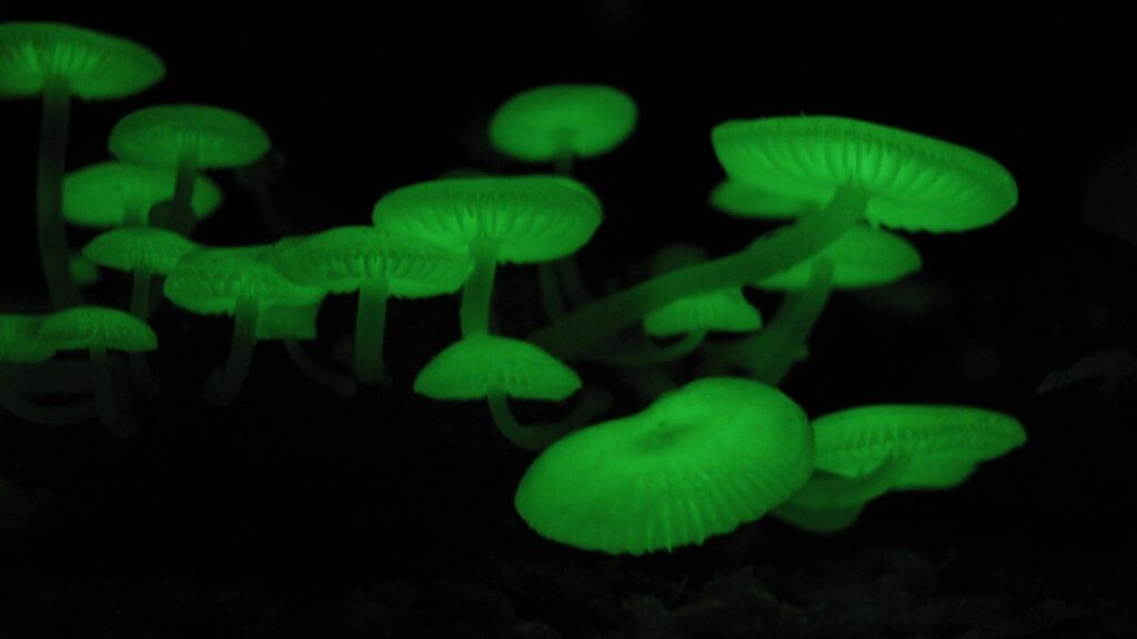 Mycena_chlorophos.jpg