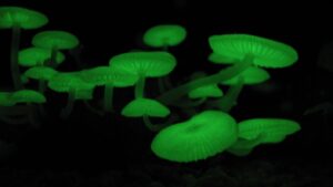 Mycena_chlorophos.jpg