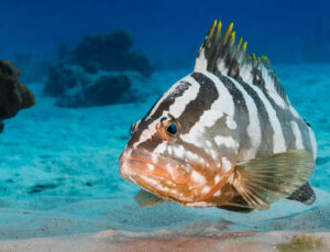OceanImageBank_ConnorHolland_25.jpg