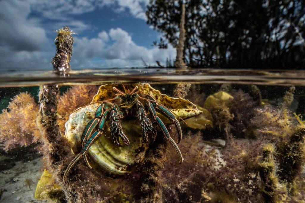 OceanImageBank_MPA25_AlexPike-1200x800.jpg