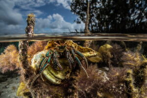 OceanImageBank_MPA25_AlexPike-1200x800.jpg