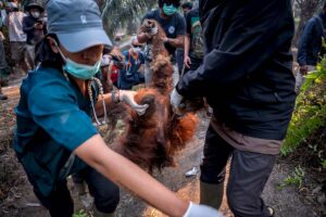 Orangutan-Sampurna1.jpeg