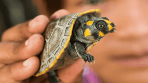 Podocnemis-unifilis_tracaja_Valdemir-Cunha-_-Greenpeace-1.png