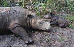 Ratu-and-baby-Sumatran-rhino.jpg