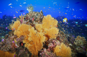 Sea_fans_coral_reef_Pagan_2022.png