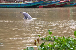 ganges-river-dolphin-bangladesh-3-768x512.jpg