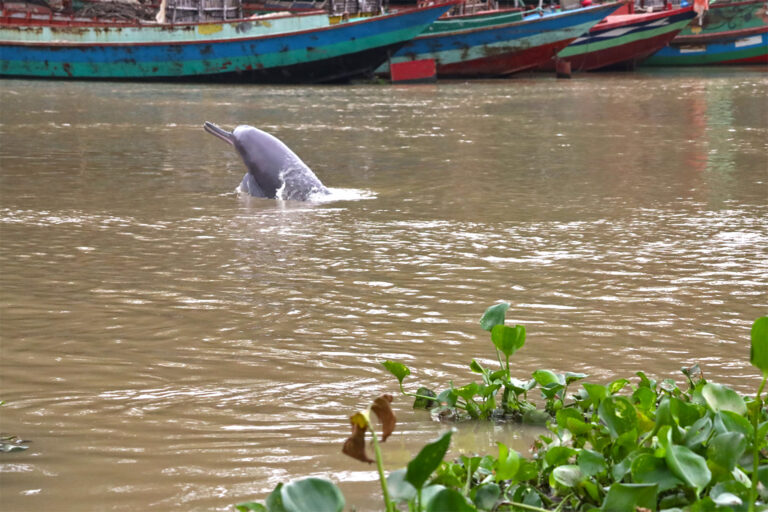ganges-river-dolphin-bangladesh-3-768x512.jpg