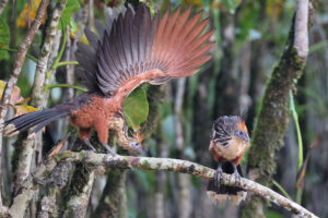 hoatzin_ecuador_235927.jpg
