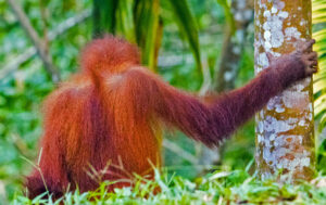 orangutan-indonesia-maps.jpg