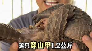 pangolin-hands-banner_6176.png