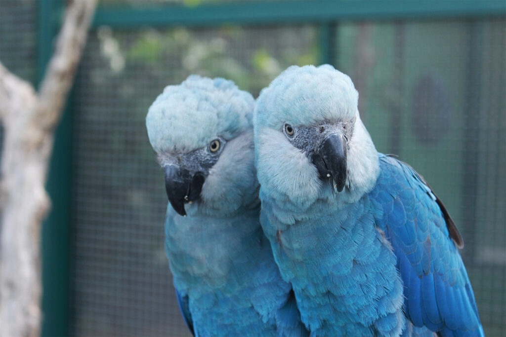two-Spixs-macaws.jpg