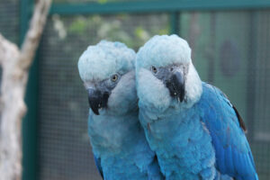 two-Spixs-macaws.jpg