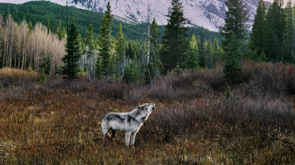 wolf-howl-c-Jim-and-Jamie-Dutcher.png